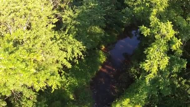 Aerial View Trees Creek — Stockvideo