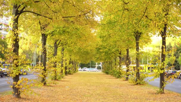 黄金の葉でいっぱいの木の通りとベルリンの美しい秋 — ストック動画