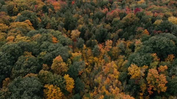 Drone Volo Sopra Foresta Autunnale Canada Foglie Alberi Autunno Arancione — Video Stock