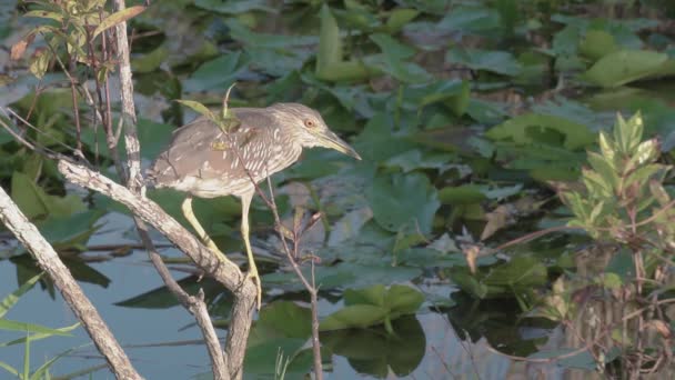 Heron Sitter Trädgren Och Letar Efter Mat Everglades — Stockvideo