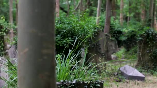 Pan Various Overgrown Gravestones Back Corner London Infamous Highgate Cemetery — Stock Video