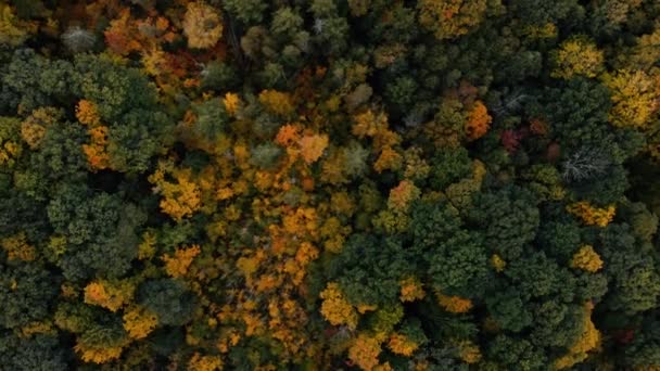 Voo Drone Sobre Floresta Outono Canadá Folhas Árvores Outono Laranja — Vídeo de Stock