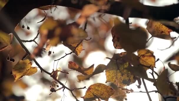 Los Colores Otoñales Hojas Naturaleza Primer Plano — Vídeos de Stock