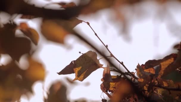 Autumn Colours Leaves Nature Close Shot Branch Lime Full Colourful — Vídeo de Stock