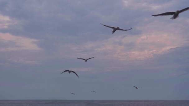 Bir Balıkçı Teknesini Takip Eden Birkaç Deniz Kuşunun Yakın Görüntüsü — Stok video