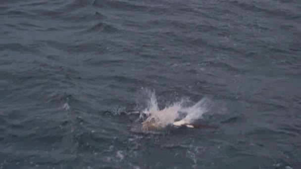 Three Northern Gannets Dive Sea Scraps Fish Being Tossed Overboard — 图库视频影像