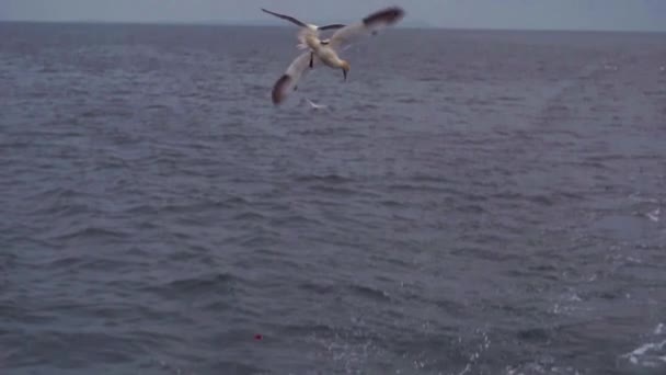 Northern Gannets Gulls Kittiwakes Try Catch Scraps Fish Tossed Sea — Stock videók