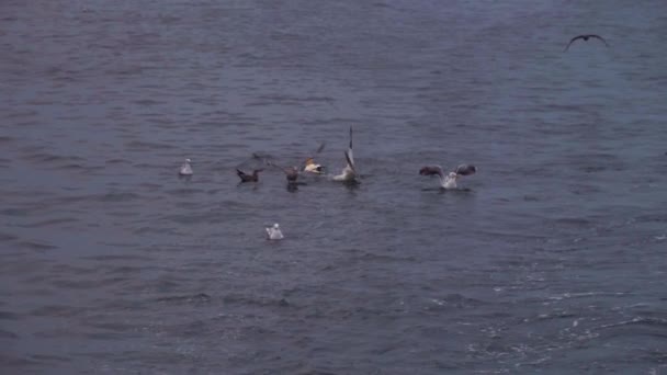 Möwen Und Andere Seevögel Ruhen Sich Nach Einem Vorbeifahrenden Fischerboot — Stockvideo