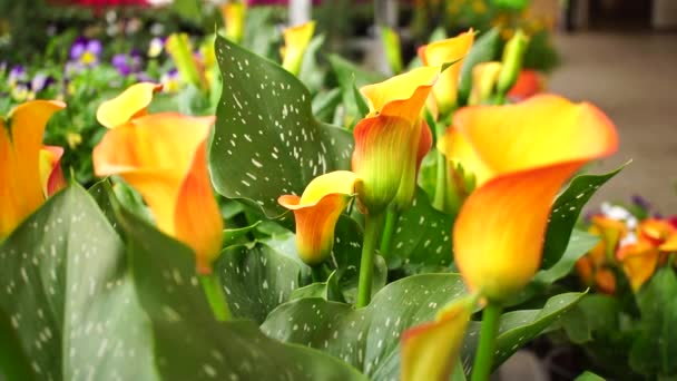 Lilies Slow Motion — Vídeo de Stock