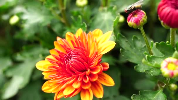 Yellow Red Flowers Slow Motion — Αρχείο Βίντεο