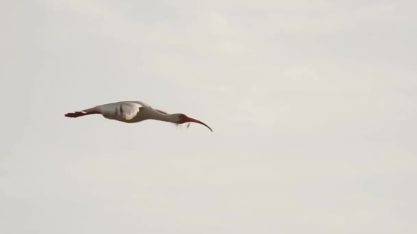 Ibis Bianco Che Vola Cielo Rallentatore — Video Stock