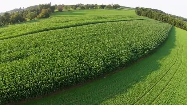 Aerial Footage Cornfield Farmland — 비디오
