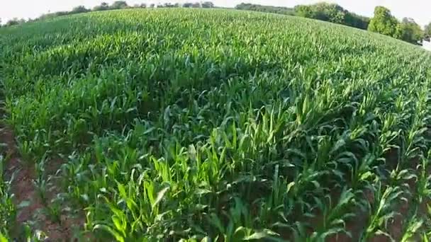 Aerial Footage Cornfield Farmland — Vídeos de Stock