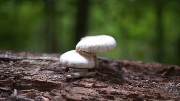 Close White Mushroom Swedish Forrest Blurred Background — 图库视频影像