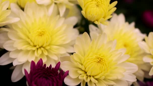 White Yellow Flowers Slow Motion — Stock Video