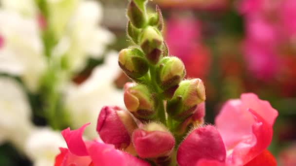 Квіти Повільному Русі — стокове відео