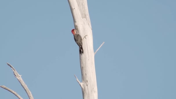 Red Bellied Woodpecker Pecking Tree Blue Sky Background — Video