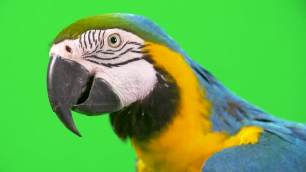 Close Profile Shot Blue Yellow Macaw Parrot Head Green Screen — Vídeos de Stock