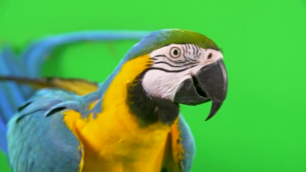 Close Side View Blue Yellow Macaw Parrot Slowly Walking Green — Vídeos de Stock