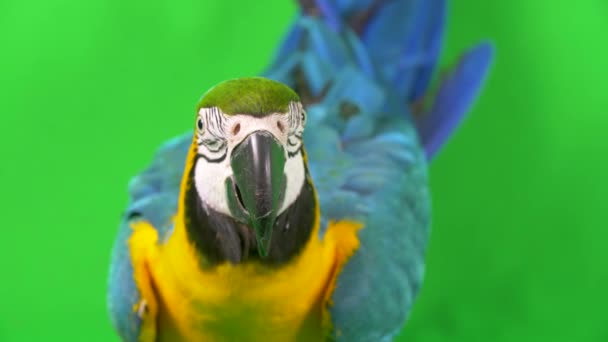 Close Front View Blue Yellow Macaw Parrot Green Chroma Key — Stock video