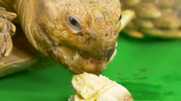 Macro Close Sulcata African Spurred Tortoise Eating Banana Green Chroma — Video Stock