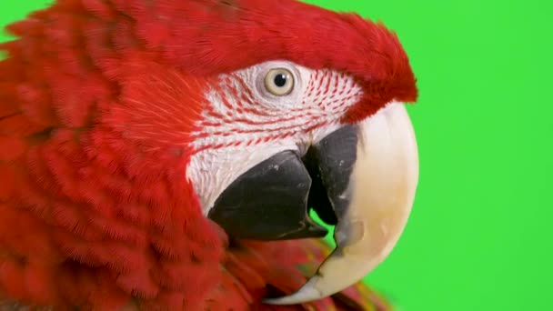 Macro Close Macaw Parrot Looking Camera Asking Question Copy Space — Stock Video