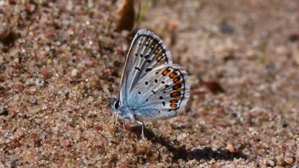Stunningly Beautiful Silver Studded Blue Butterfly Searching Food Sand Proboscis — Video Stock