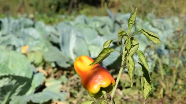 Natural Pepper Growing Garden — Stock Video