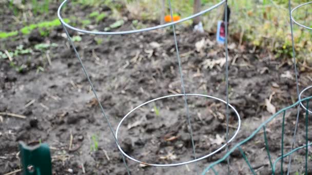 Cage Tomates Vide Dans Jardin Boueux Sombre — Video