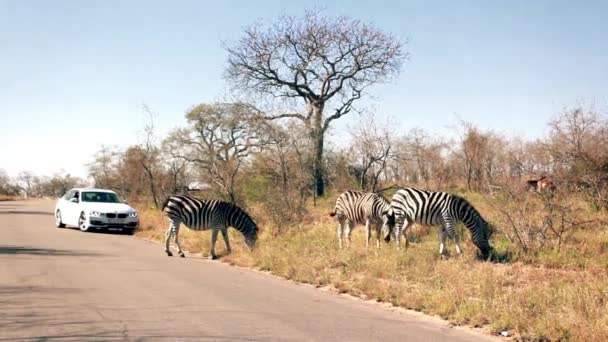 Afrika Bir Grup Zebra — Stok video