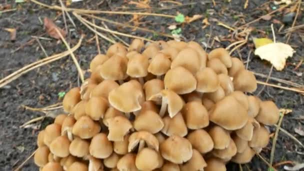 Avvicinandosi Gruppo Piccoli Funghi Selvatici Sbiadisce Offuscare — Video Stock