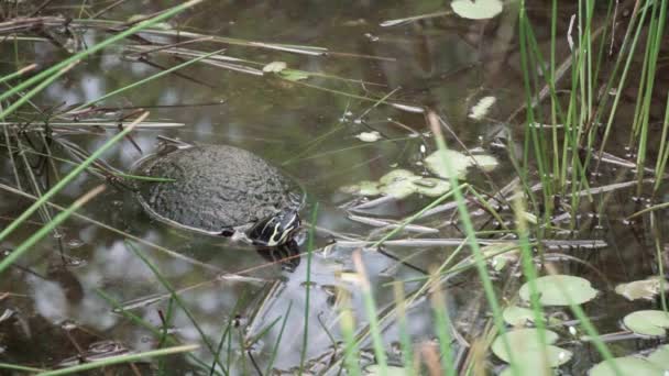 Schildpad Vijverwater Everglades Zwemmen Weg — Stockvideo