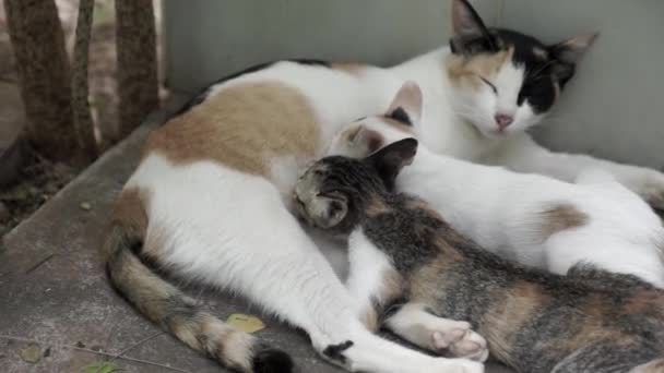 Streunende Katzenmutter Füttert Ihre Kätzchen Die Auf Dem Boden Eines — Stockvideo