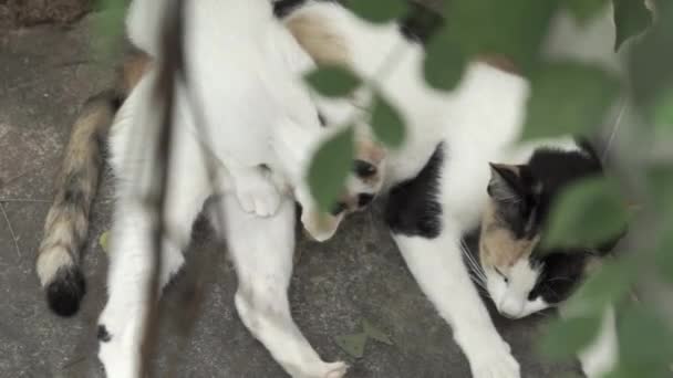 Dolly Out Stray Female Cat Feeding Her Kitten Plants Leaves — Stok video