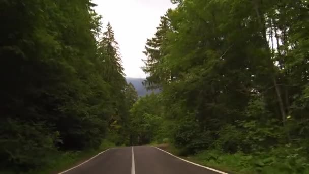 Kör Genom Skog Slingrande Väg Solig Dag Bucegi Berg Rumänien — Stockvideo