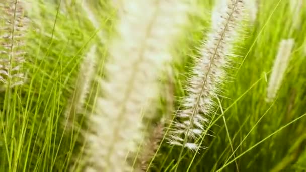 Reed Grass Swaying Gently Breeze Close Slowmo Tilt Shot — Video