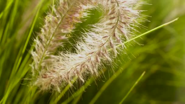 Fuzzy Reed Grass Soft Focus Green Background Slow Motion Close — Stock Video