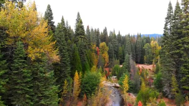 Arka Planda Sonbahar Renkleri Dereyle Birlikte Bir Ormanda Uçan Düşük — Stok video