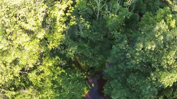 Aerial View Trees Creek — Vídeos de Stock