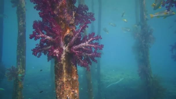 Amazing Soft Corals Fish Jetty Indonesia — Vídeo de stock