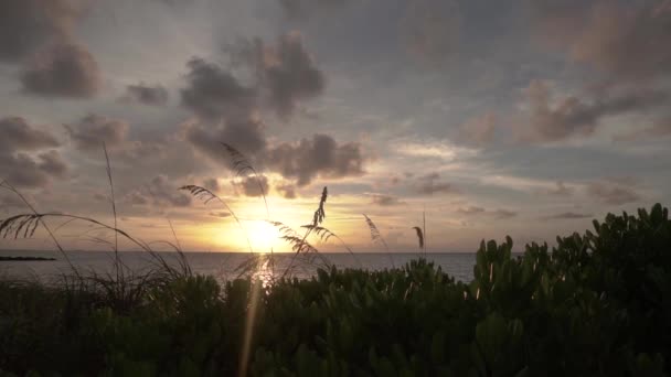 フロリダ南部の風景の中で海岸の日の出と葉が前景と海と雲の罪遠くの背景 — ストック動画