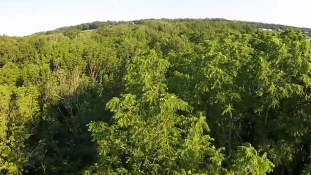 Aerial View Trees Creek — Videoclip de stoc