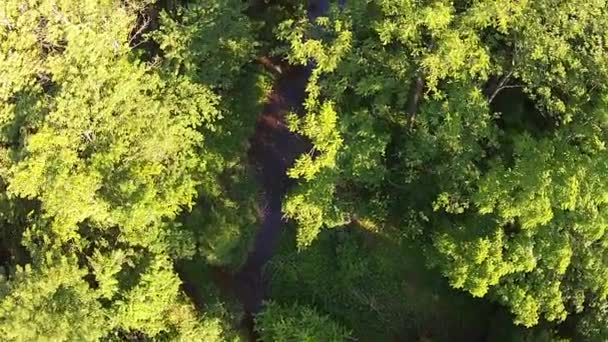 Aerial View Trees Creek — Vídeo de Stock