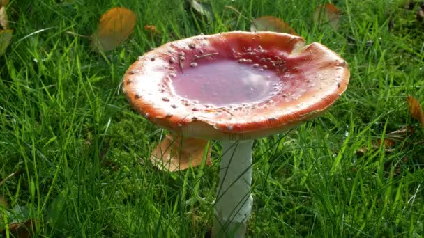 Static Shot Mushroom Blowing Grass Pooled Rain Water Top — Stok video