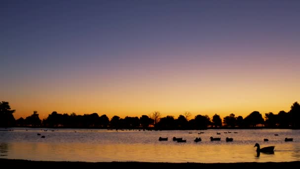 Canards Nageant Travers Lac Lever Soleil — Video