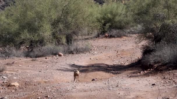 Coyote Corre Giù Lavaggio Nel Deserto Sonoro Vicino Lago Bartlett — Video Stock