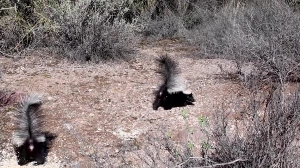 Zorrillos Desierto Sonora Bartlett Lake Arizona — Vídeos de Stock