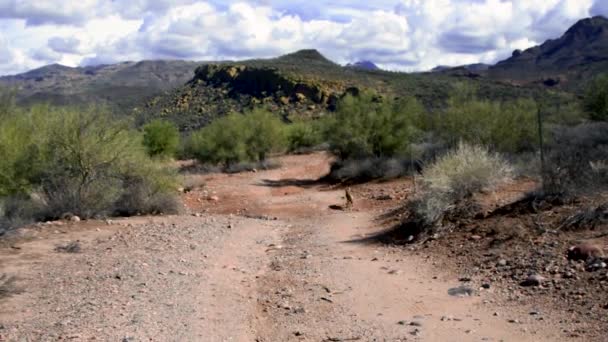 Coyote Corre Giù Lavaggio Guarda Indietro Continua Eseguire Deserto Sonoro — Video Stock