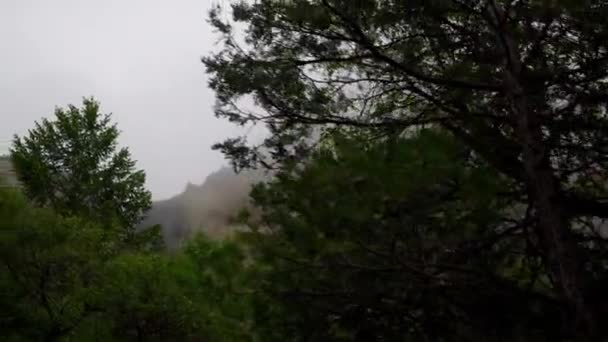 Дивлячись Дерева Долині Йосеміті Похмурий День — стокове відео