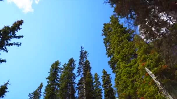 Menatap Pohon Siang Hari Taman Nasional Banff Alberta Kanada — Stok Video